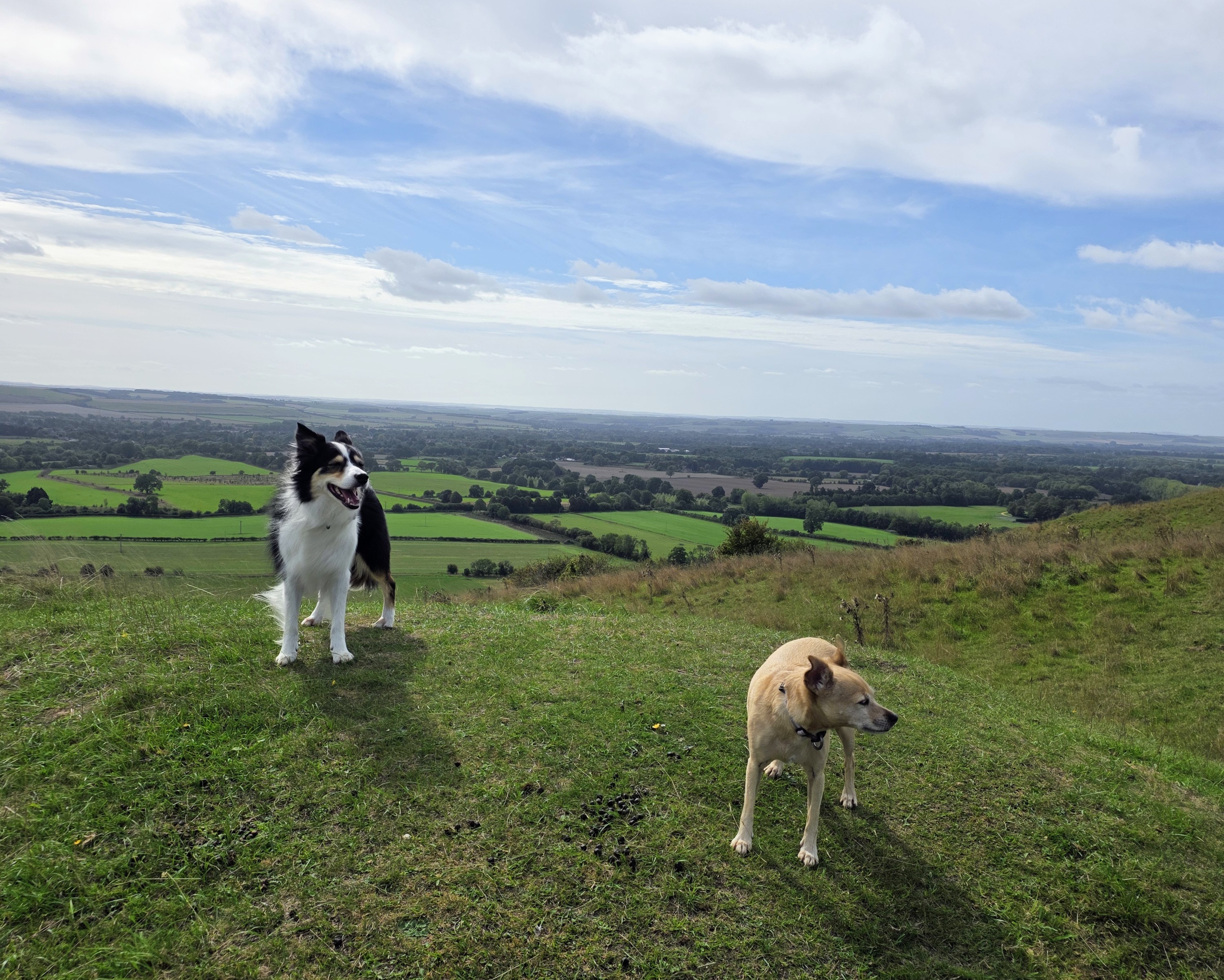 Martinsell Hill Mountaineering, Dog-Powered Climbs, and Zone 2 Survival