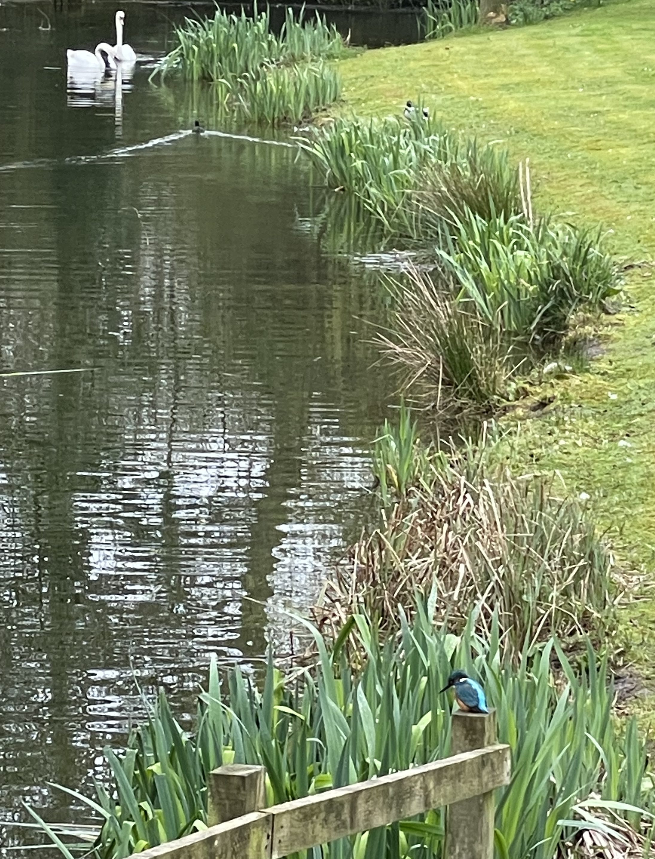 The Kingfisher Whisperer, Rummikub Strategy, and The Scouting Ordeal